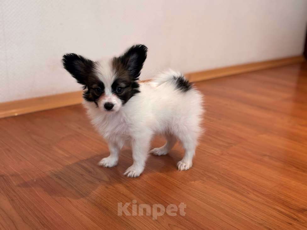 Собаки в Москве: Кукольный мальчик папильона , Дейл Мальчик, 50 000 руб. - фото 3