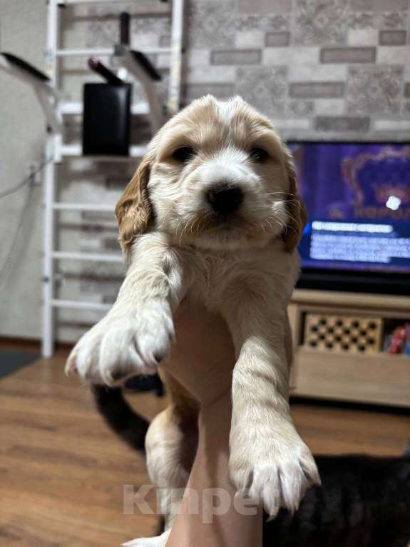 Собаки в Волгограде: Английский кокер-спаниель  Девочка, 15 000 руб. - фото 5