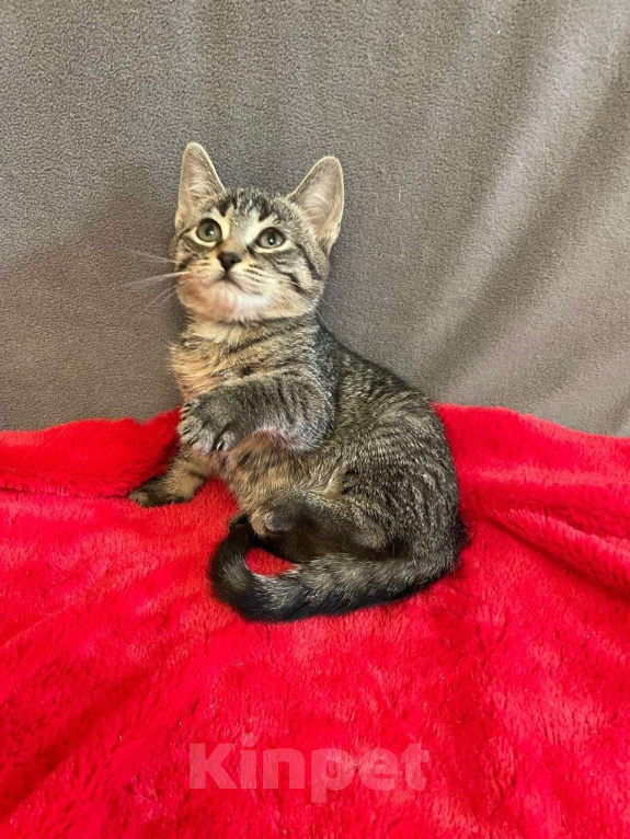 Кошки в Санкт-Петербурге: Малютка Томочка Девочка, Бесплатно - фото 6