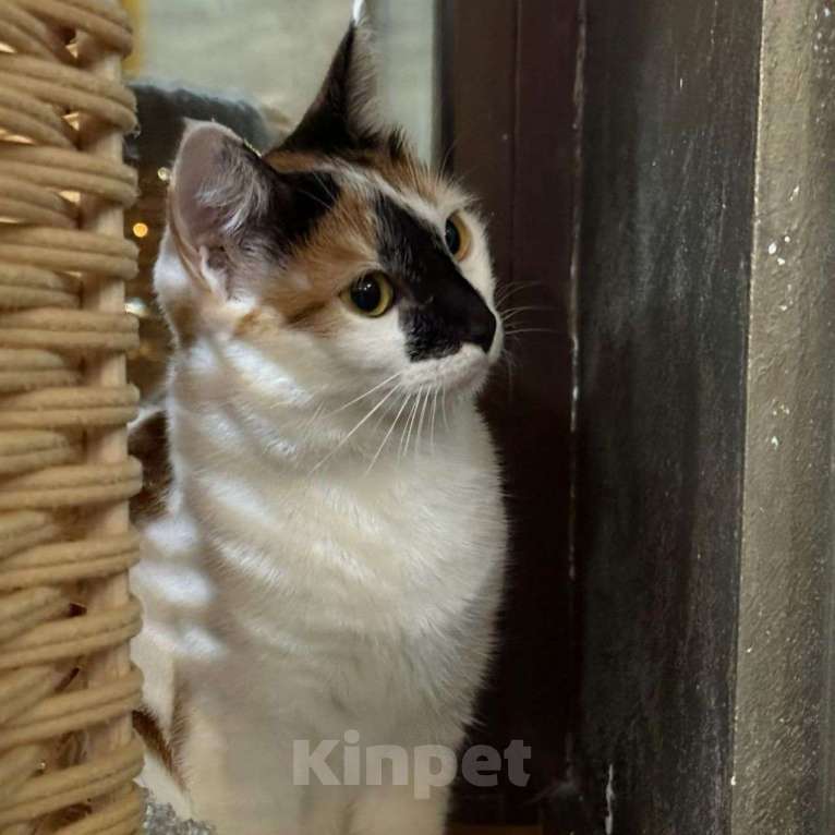 Кошки в Москве: Ласковая трехцветочка так и остается незамеченной 💔 Девочка, Бесплатно - фото 3