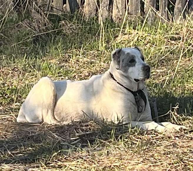 Собаки в других городах Тверской области: Потеряна собака породы АЛАБАЙ (девочка)  Девочка, Бесплатно - фото 2