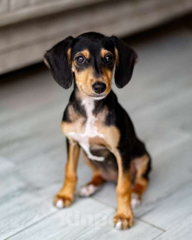 Собаки в Санкт-Петербурге: Очаровательная девочка Зиппи  готова к переезду в новый дом. Девочка, Бесплатно - фото 3