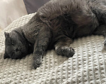 Кошки в Тюмени: Шотландский вислоухий короткошёрстный, взрослый кот Мальчик, Бесплатно - фото 3