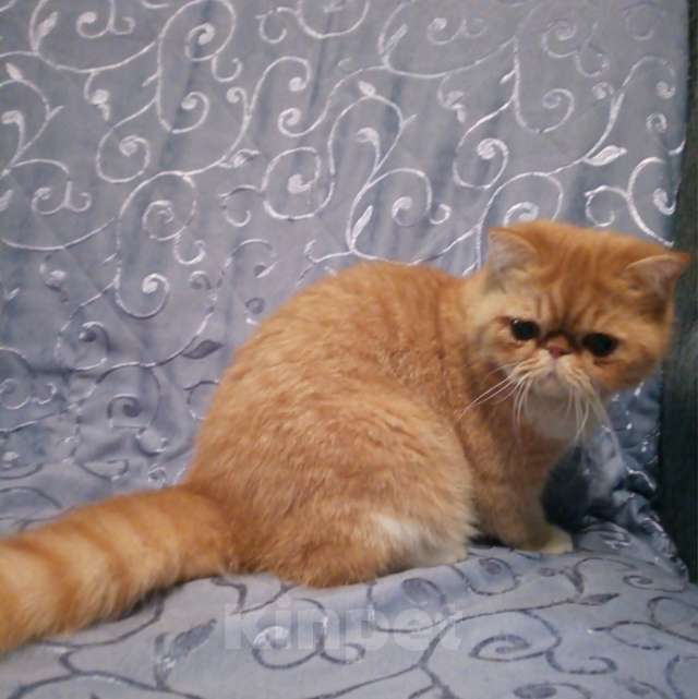 Кошки в Москве: Экзотическая кошка  Девочка, 10 000 руб. - фото 3