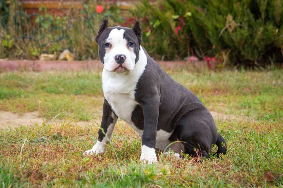 Собаки в других городах Московской области: Американский булли Xl/классик Девочка, 50 000 руб. - фото 7