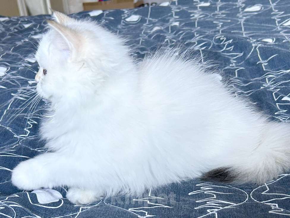 Кошки в Москве: Красавицы кошечки , снежное золото  Девочка, 22 000 руб. - фото 8