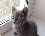 Кошки в Брянске: Кошечка Луна ищет дом Девочка, Бесплатно - фото 1