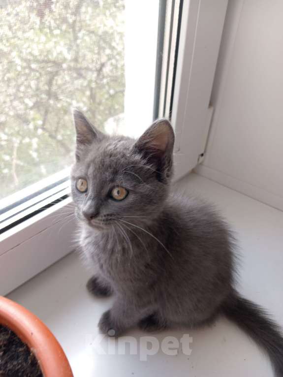 Кошки в Брянске: Кошечка Луна ищет дом Девочка, Бесплатно - фото 1