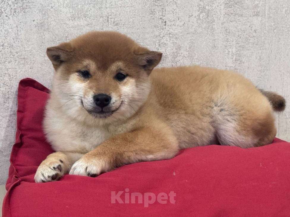 Собаки в Москве: Сиба-ину щенок Девочка, 50 000 руб. - фото 1