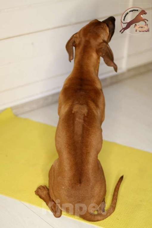 Собаки в Одинцово: Девочка яркого окраса. Стандарт. Девочка, 100 000 руб. - фото 5