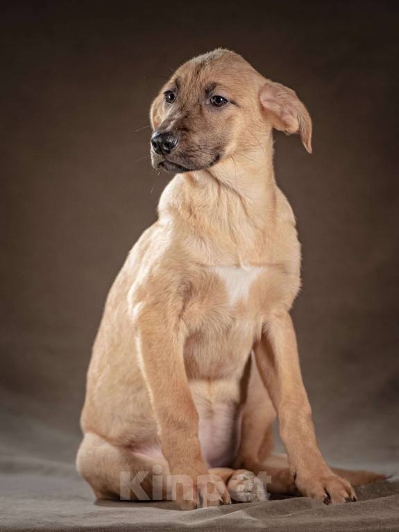 Собаки в Клине: Мегги — спокойная и чуткая девочка, которая ищет заботливые руки, чтобы дарить вам свою нежность Девочка, Бесплатно - фото 5