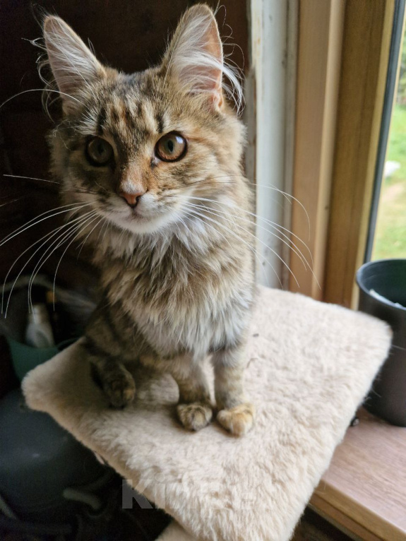 Кошки в Москве: Умная, ласковая, компанейская - котейка мечты Девочка, Бесплатно - фото 3