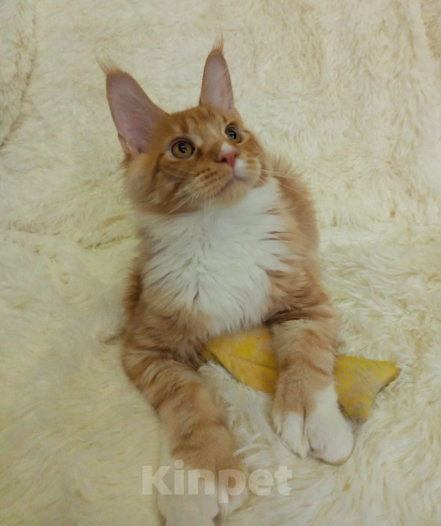 Кошки в Челябинске: Котята мейн -кун Разнополые, 20 000 руб. - фото 5