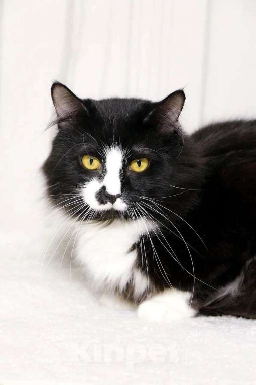 Кошки в Красноармейске: Котик Чаки в дар! Мальчик, Бесплатно - фото 3