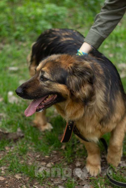 Собаки в Москве: Соня Девочка, Бесплатно - фото 1