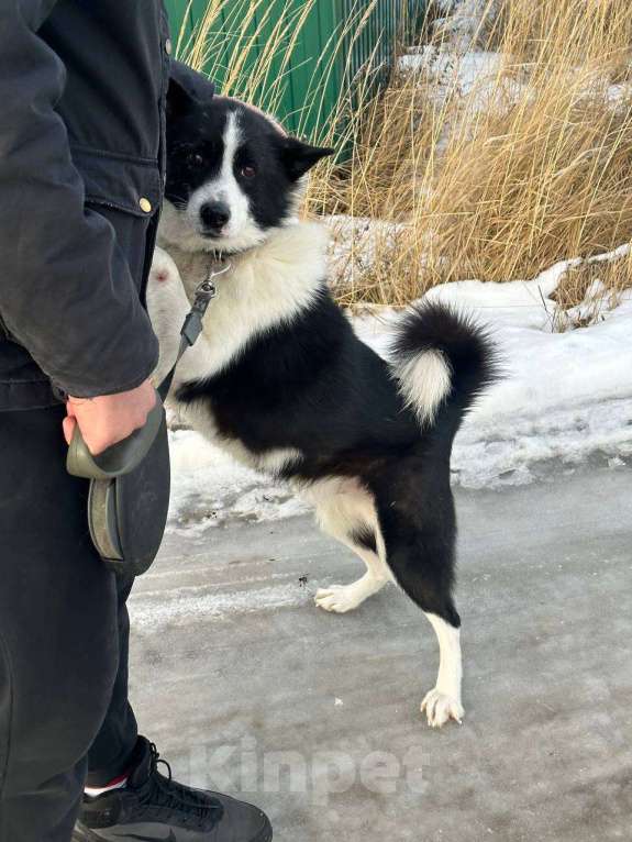 Собаки в Раменском: Джентельмен Франклин ищет дом🩷 Мальчик, Бесплатно - фото 3