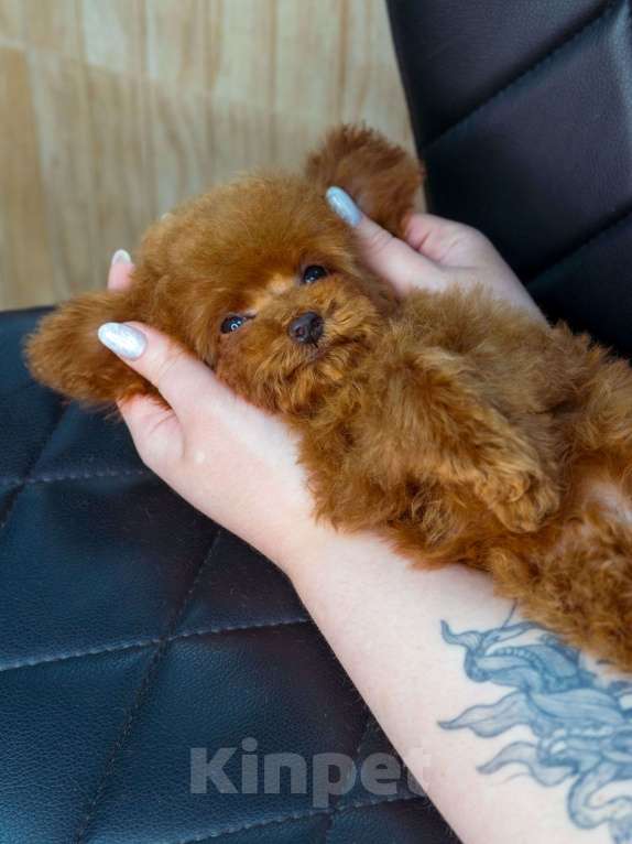 Собаки в Пушкино: Той пудель (тикап мальчик) Мальчик, 200 000 руб. - фото 2