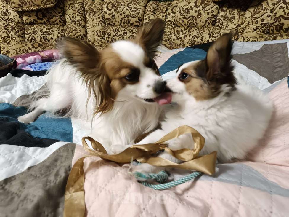 Собаки в Приморско-Ахтарске: Мальчик папийон Мальчик, 20 000 руб. - фото 8