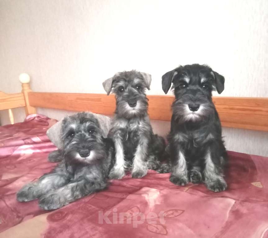 Собаки в Воронеже: Щенки цвергшнауцера Мальчик, Бесплатно - фото 1