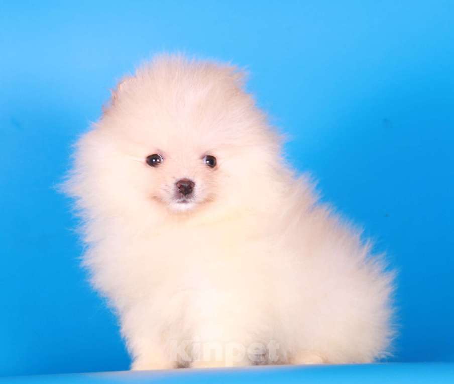 Собаки в Москве: померанский шпиц девочка супер мини Девочка, 50 000 руб. - фото 4