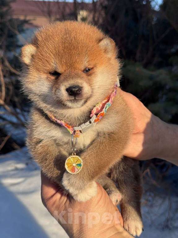 Собаки в Москве: Сиба-ину девочка Девочка, 50 000 руб. - фото 3