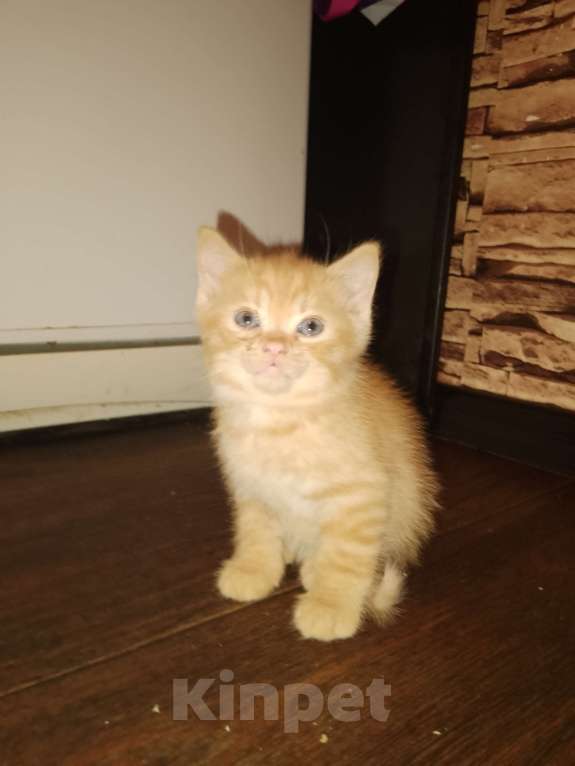 Кошки в Москве: Котята в добрые руки Мальчик, Бесплатно - фото 3