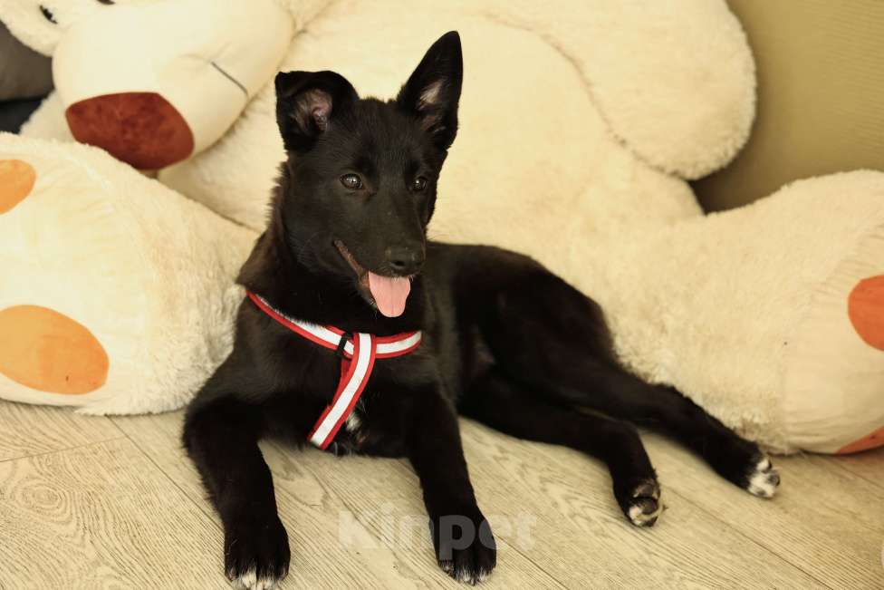 Собаки в Москве: Щенок бесплатно в Москве Девочка, Бесплатно - фото 1