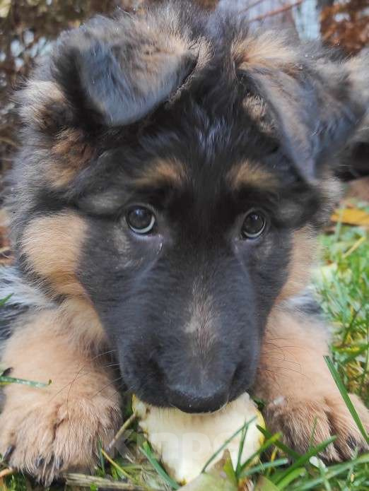 Собаки в Москве: Щенок немецкой овчарки д/ш Девочка, 28 000 руб. - фото 2