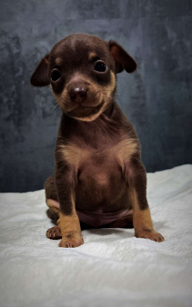 Щенок русского тоя