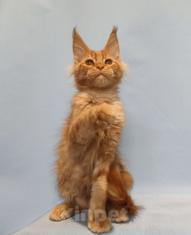 Кошки в Москве: Котёнок Мейн-Кун Мальчик Мальчик, 65 000 руб. - фото 9