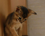 Кошки в Котельниково: Абиссинские котята, 25 000 руб. - фото 4