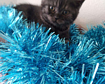 Кошки в Малмыже: Шотландские чистокровные котята Новогодние подарки, 4 000 руб. - фото 8