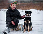 Собаки в Москве: Умная небольшая собачка Эмма в дар Девочка, Бесплатно - фото 1