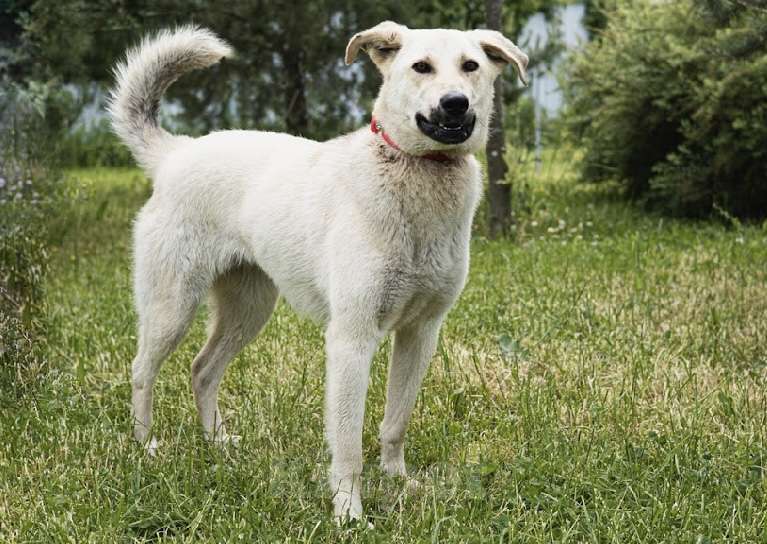 Собаки в Москве: Белая метис лабрадор Маша в добрые руки Девочка, Бесплатно - фото 4