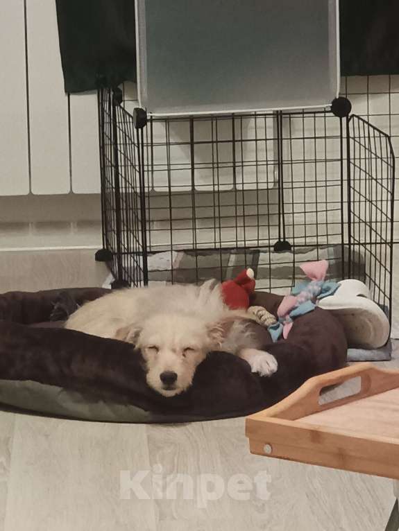 Собаки в Москве: Щенок в добрые руки Девочка, Бесплатно - фото 2