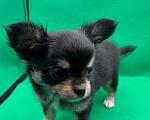 Собаки в Москве: Щенок чихуахуа, мальчик, длиношерстный.  Мальчик, 70 000 руб. - фото 7