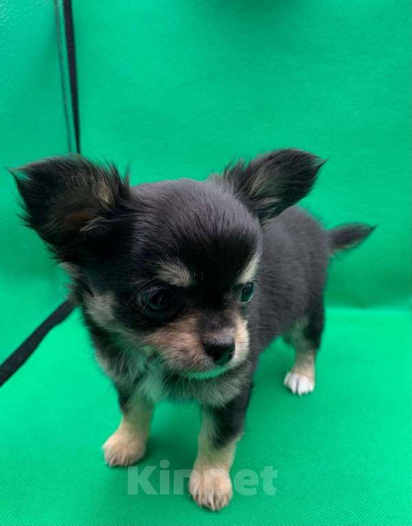 Собаки в Москве: Щенок чихуахуа, мальчик, длиношерстный.  Мальчик, 70 000 руб. - фото 7