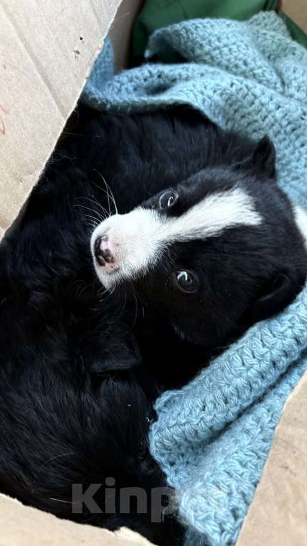 Собаки в Челябинске: Щенки в добрые руки Девочка, Бесплатно - фото 7