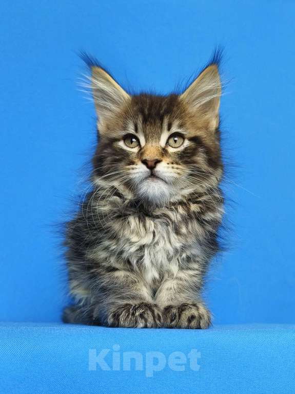 Кошки в Москве: Котёнок Мейн - Кун Мальчик Мальчик, 65 000 руб. - фото 4