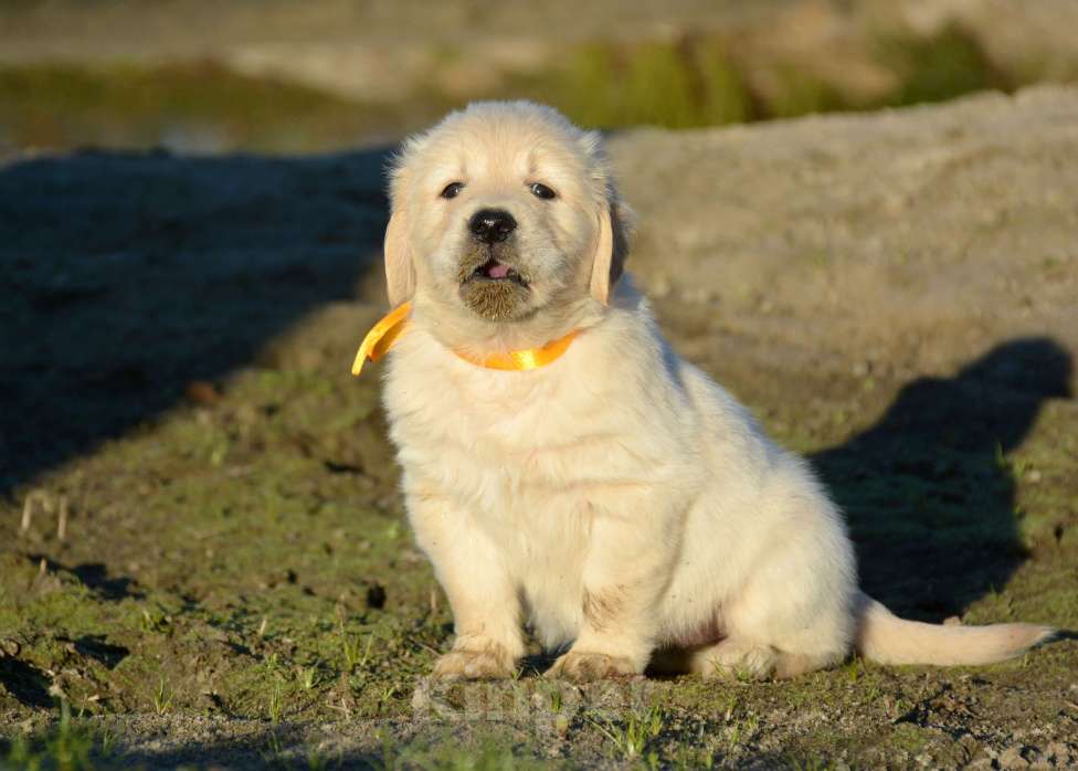 Собаки в Москве: Щенок голден ретривера. Девочка, Бесплатно - фото 6