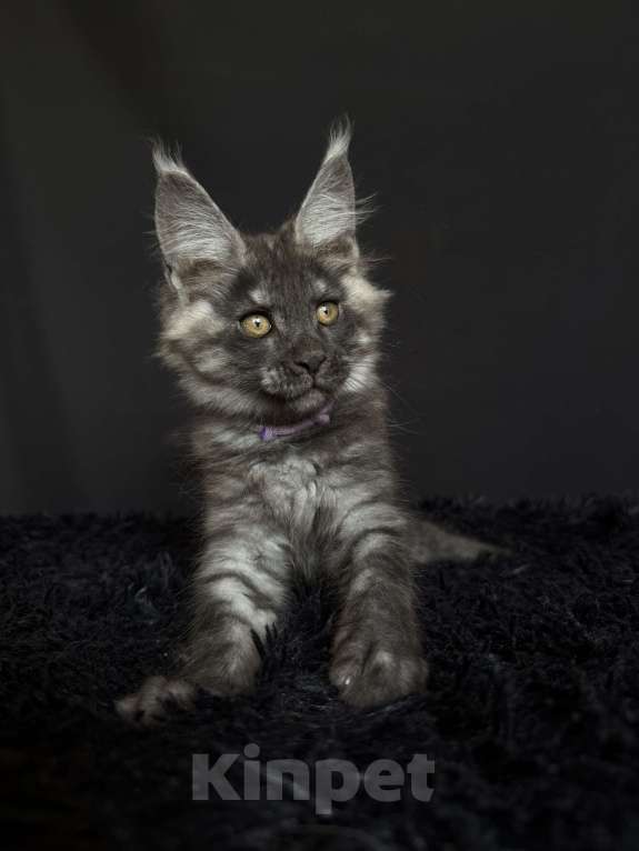 Кошки в Москве: Мейн-кун мальчик Мальчик, 40 000 руб. - фото 5