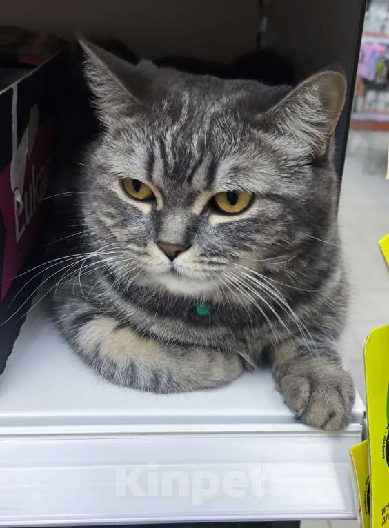 Кошки в Москве: Margo Девочка, Бесплатно - фото 2