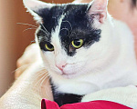 Кошки в Одинцово: Очень хороший котик очень ждет своего человека Мальчик, Бесплатно - фото 3