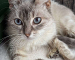 Кошки в Москве: Тайская кошечка в добрые руки Девочка, Бесплатно - фото 3