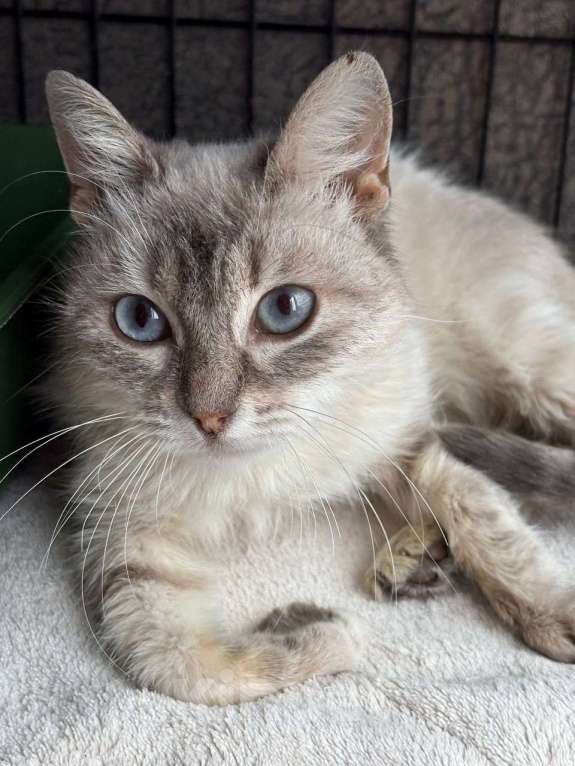 Кошки в Москве: Тайская кошечка в добрые руки Девочка, Бесплатно - фото 3
