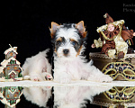Собаки в Москве: Щенки Бивер терьера из питомника РКФ Мальчик, 40 000 руб. - фото 6