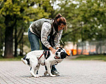 Собаки в Москве: Собака в добрые руки Мальчик, Бесплатно - фото 2