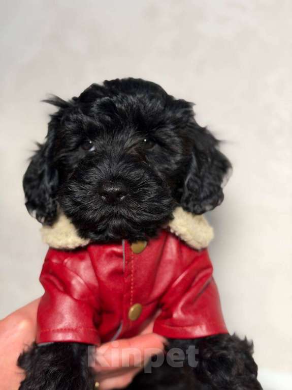 Собаки в Красногорске: Мальтипу мальчик Мальчик, 60 000 руб. - фото 4