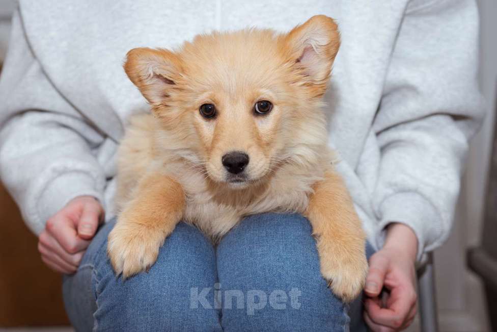 Собаки в Москве: Щенок-девочка в добрые руки! Девочка, Бесплатно - фото 9