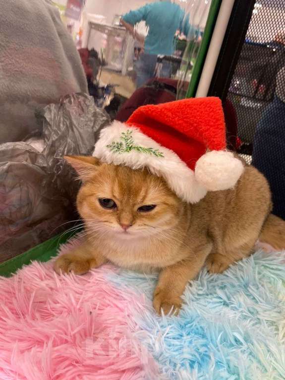 Кошки в Москве: Британский золотой котёнок Девочка, Бесплатно - фото 2